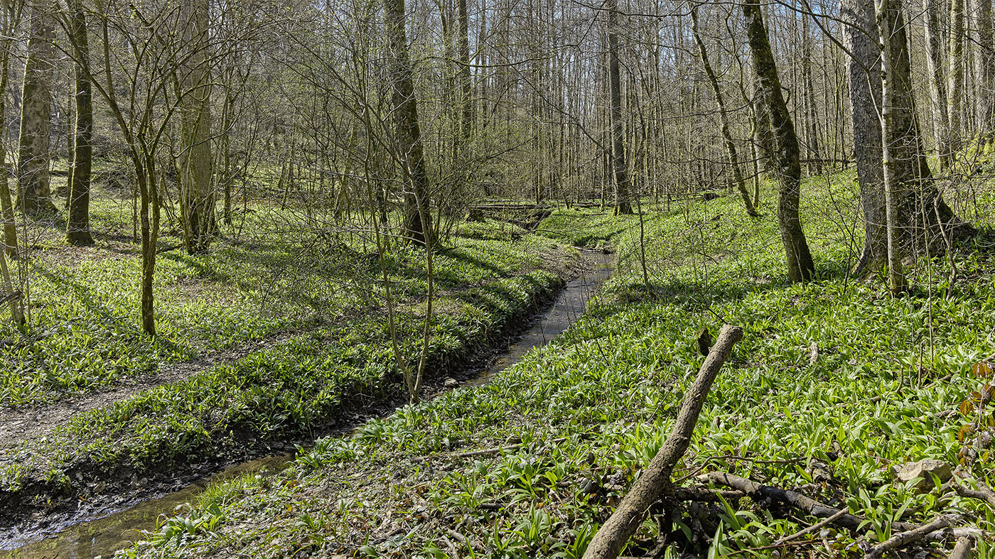 Dolinen im Osten des Plattenwaldes Backnang