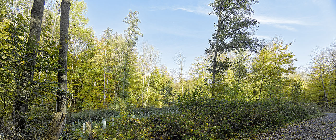 Laichgewässer für Amphibien