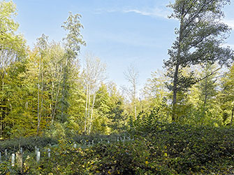 Laichgewässer für Amphibien