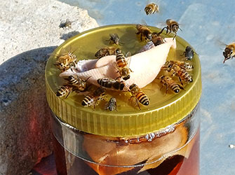 Locktopf zum Anlocken der „Velutina“-Königinnen