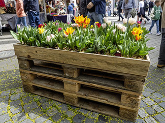 Tulpenfrühling 2026