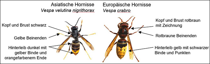 Imkerverein Backnang.