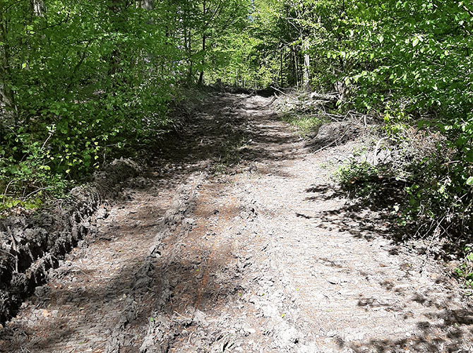 Anlage einer neuen Schneise im Plattenwald durch Harvester