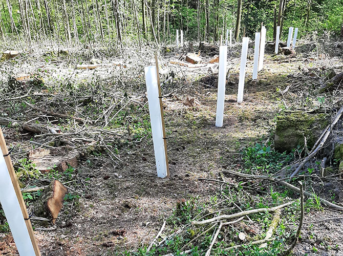 Neupflanzung von gerodeten Waldflächen mit Hilfe von Wuchshüllen