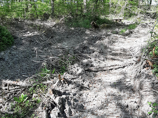 Zerstörung des Waldes durch neue „Rückegassen“