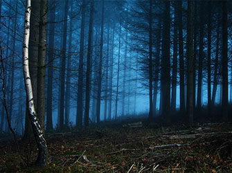 Forest | © Susanne Brom