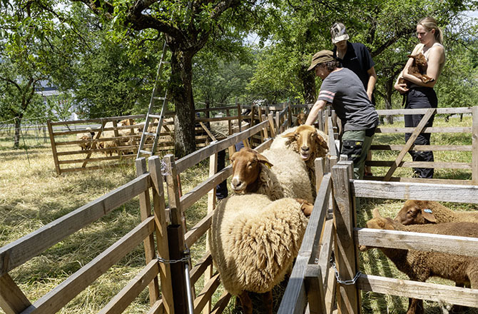 Laufgang für Schafe zum Scheren | © BJ. Lattner