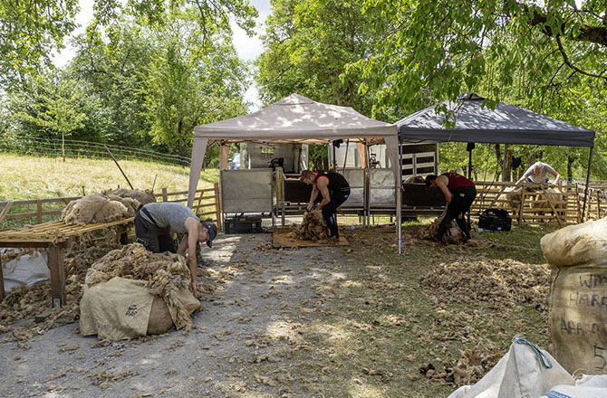 Schur-Platz und sortieren und Verpacken der Wolle | © BJ. Lattner