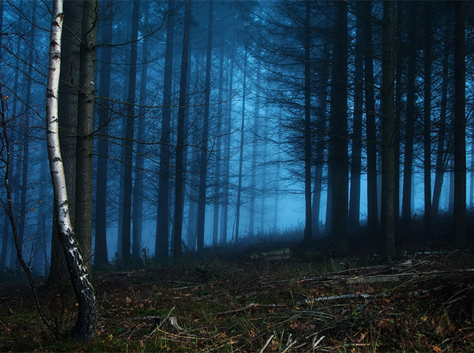 Forest | © Susanne Brom