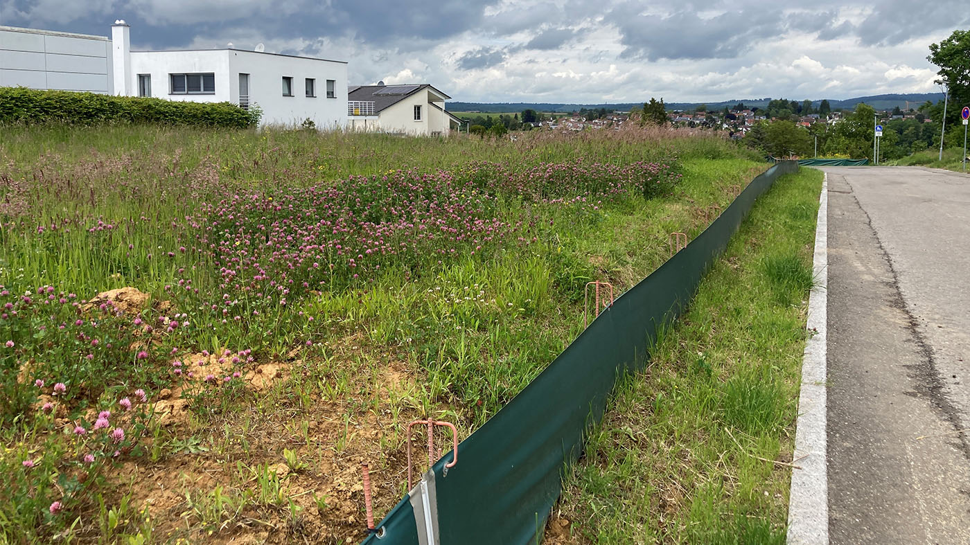 Blick auf das künftige Wohngebiet: In der Hohenheimer Straße in Backnang startet die Vermarktung von vier attraktiven Bauplätzen für Einfamilienhäuser | © Stadtverwaltung Backnang
