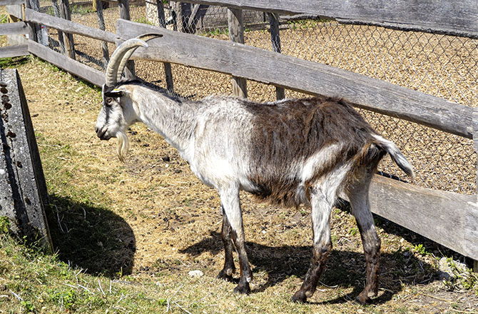 Ziegenbock Sancho | © BJ. Lattner