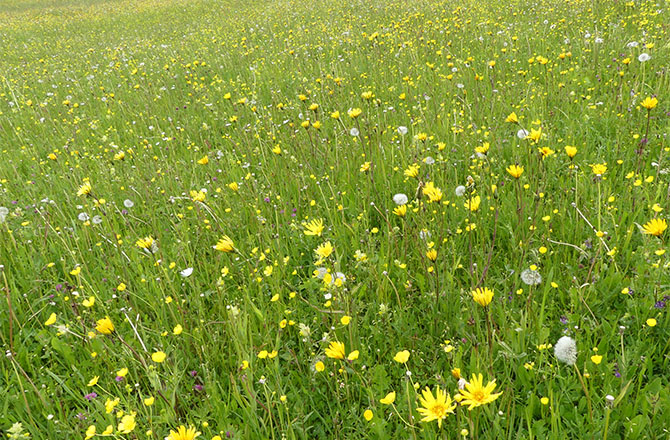 Die erntereife Spenderfläche Mitte Juni. Die meisten Wiesenpflanzen sind bereits verblüht und haben Samen gebildet. Nur Schafgarbe und Wiesen-Flockenblume blühen noch reichlich | © Karin Weiss