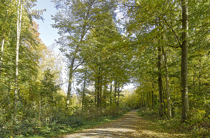 Im Plattenwald | © BJ. Lattner