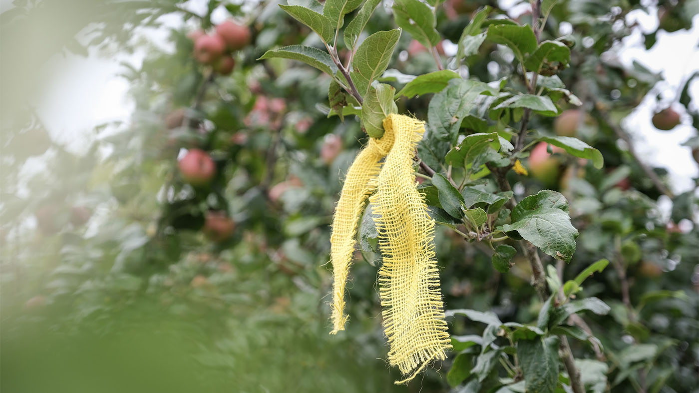 Ein gelbes Band gibt die Ernte frei. An entsprechend gekennzeichneten Bäumen darf Obst für den eigenen Bedarf gepflückt werden | ©  Stadtverwaltung Backnang