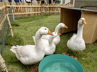 Gänse auf dem Gänsemarkt | © BJ. Lattner