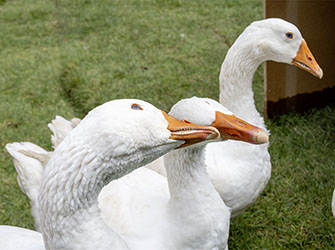 Gänse im Mittelpunkt des Gänsemarkts | © BJ. Lattner